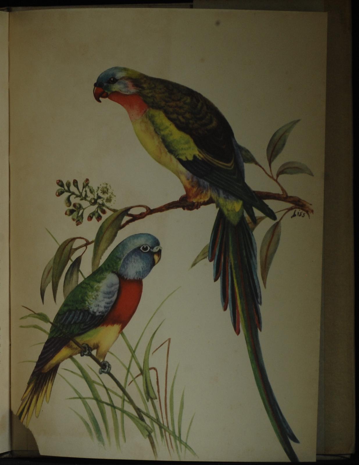 mbb006776c_-_Stevens_Lyla_-_Birds_Of_Australia_In_Colour_-_ANNE_LISSENDEN.jpg